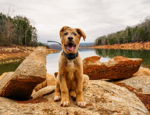 Dog Training Collars for Effective Obedience and Behavior Correction