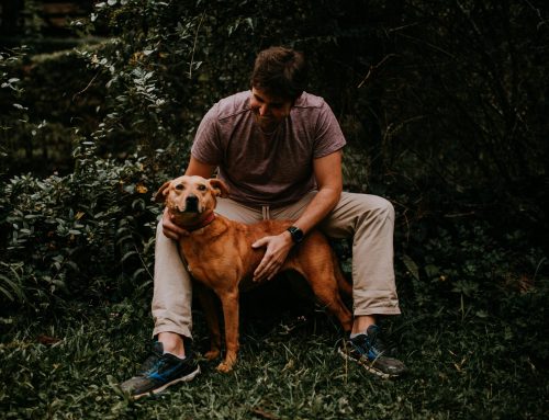 How to Train Your Rhodesian Ridgeback for Family Life