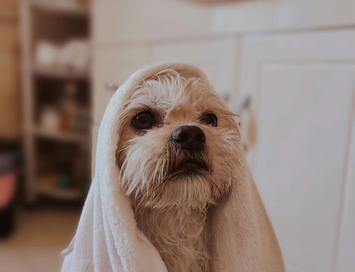 Dog Grooming Tips: How to Keep Your Dog Clean and Healthy