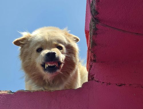 Train Your Dog to Stop Barking: Proven Bark Control Techniques