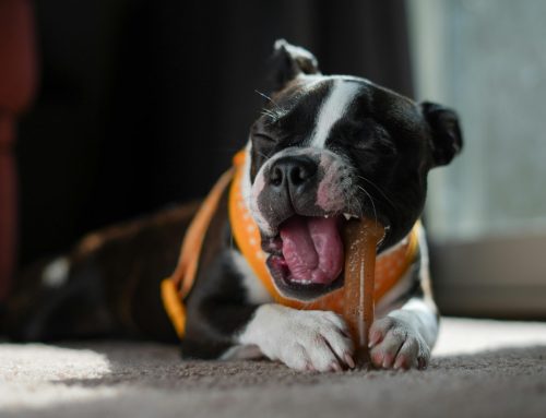 Prevent Destructive Chewing in Dogs: Training Tips and Solutions