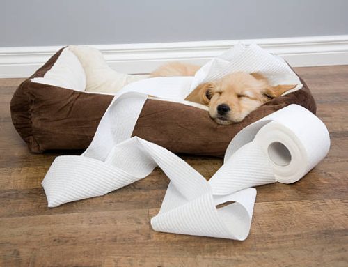 Potty Training: How and When to House Train Your Dog