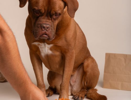 Can Dogs Eat This? A Guide to Safe and Unsafe Foods for Your K9 Companion